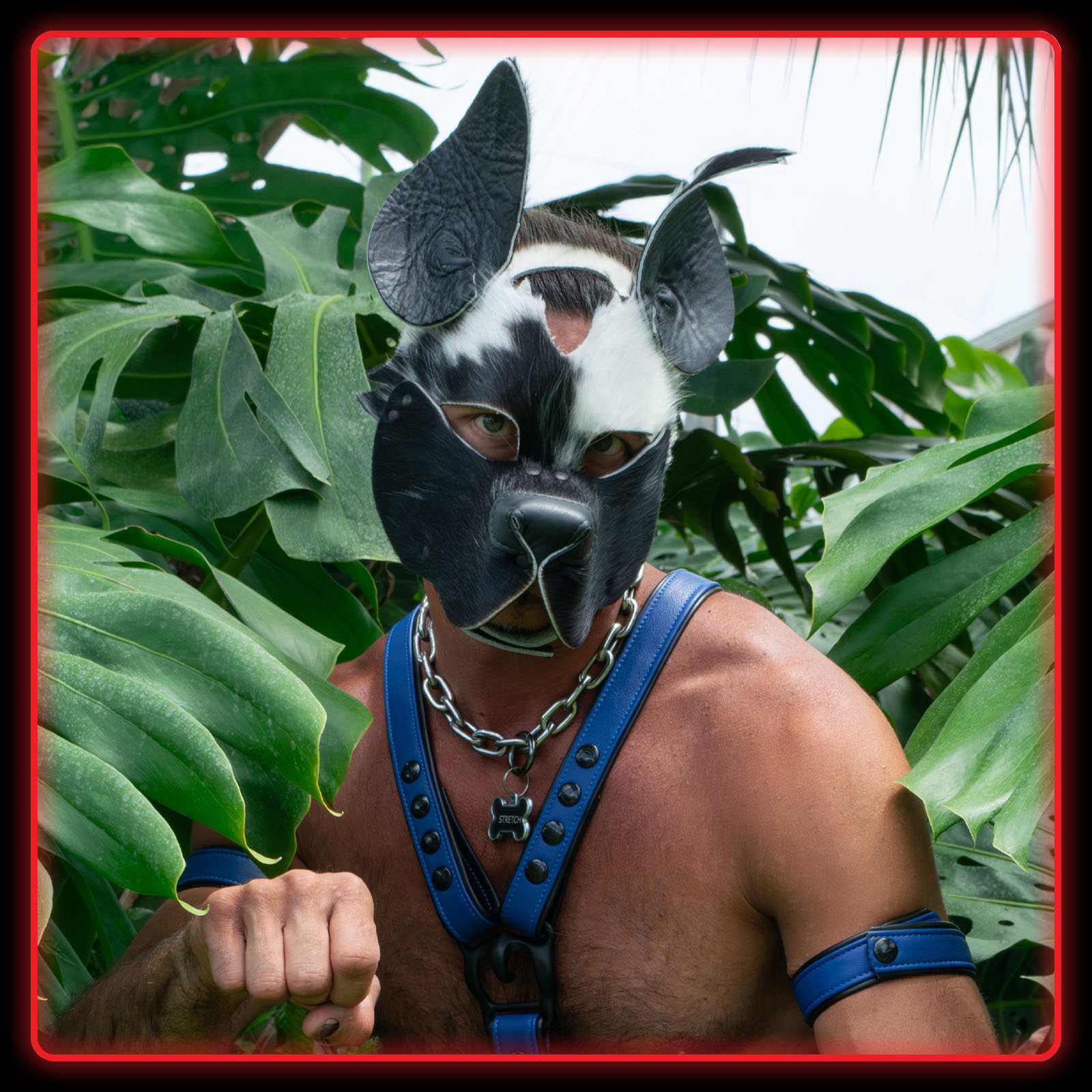 Pup Hoods
